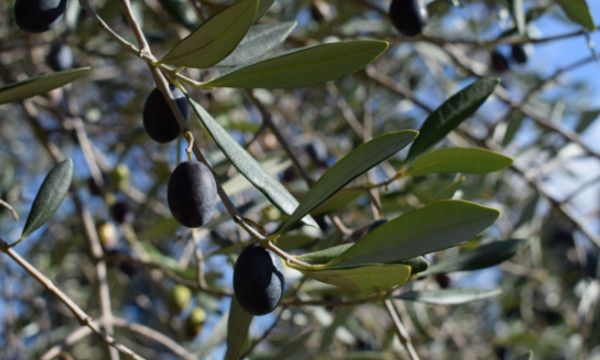 olio del teatro romano, fiesole