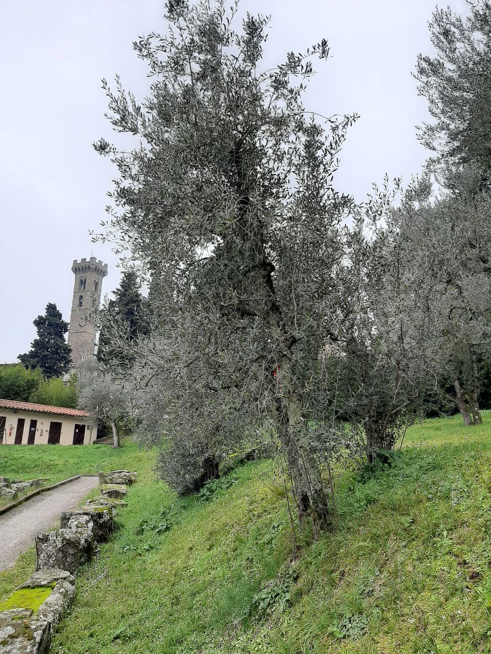 Olivo con fenotipo antico